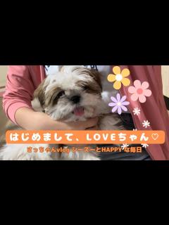 [x]ラブちゃんが家に来た日/改めまして、妹のラブちゃんです♡ - YouTube