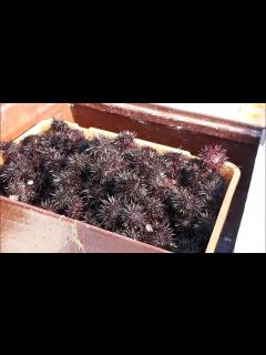 [x]ウニの口開け（岩手県宮古市崎山） - YouTube