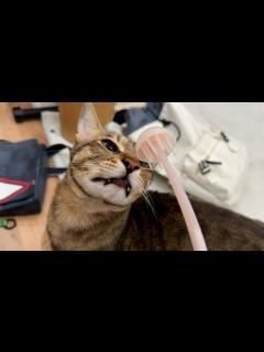 [x]新潟で謎のクラゲが売られていたので買って猫たちと遊んでみた - YouTube