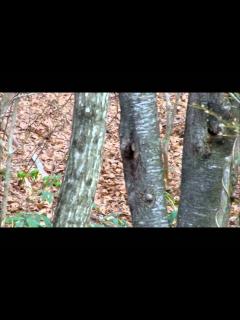 [x]オオルリの巣 - YouTube