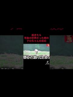 [x]【クロちゃん死後の世界】起きたら死後の世界だったときのクロちゃんの反応 - YouTube