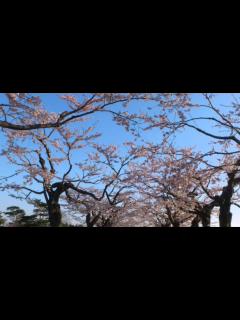 [x]サライ - 谷村新司 加山雄三 - YouTube
