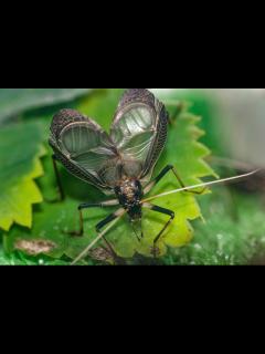 [x]スズムシの成長の様子から特徴まで写真で紹介！ | 虫の写真と生態なら昆虫写真図鑑「ムシミル」