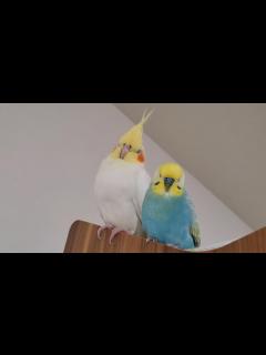 [x]【母性(父性)】オカメインコがセキセイインコに母性（父性）本能が芽生えました - YouTube