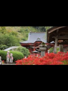 [x]常楽寺 （鹿沼市下粕尾）ヒガンバナ - YouTube