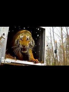 [x]絶滅危惧のアムールトラ、ロシアの森林に戻され - BBCニュース