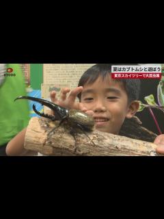 [x]夏はカブトムシと遊ぼう 東京スカイツリーで大昆虫展 - YouTube