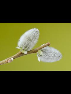 [x]Pussy - Wikipedia