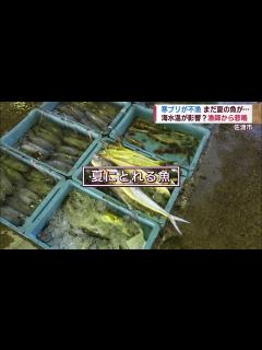 [x]寒ブリはいずこへ…海水温下がらず？いまだ夏の魚が水揚げ スーパーJにいがた12月6日OA - YouTube