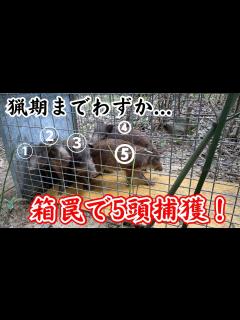 [x]箱罠で5頭イノシシを捕獲！ - YouTube