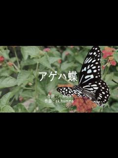 [x]アゲハ蝶 - ポルノグラフィティ (高音質/歌詞付き) - YouTube
