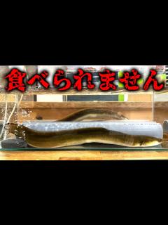 [x]ウナギもこうなったら食べられません… - YouTube