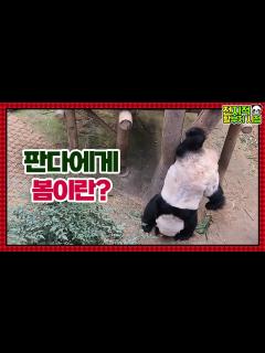 [x](SUB)[전지적 할부지 시점] ep.97 “물구나무 서는 판다?!” 이른 봄을 맞이한 바오 커플의 수상한 행동 변화🐼 ...