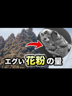 [x]スギを電子顕微鏡で3000倍に拡大したら花粉症の原因が分かった - YouTube