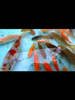 [x]錦鯉稚魚の育て方【高橋流】 - YouTube