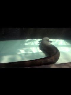 [x]オオウナギ（大鰻） Giant mottled eel - YouTube