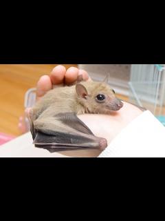 [x]コウモリの赤ちゃんの飼育を始めました - YouTube