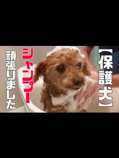 [x]心を無くした保護犬たち、それでも前を向いてがんばっています「vol 292」 - YouTube