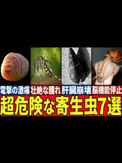 [x]絶対に近寄ってはいけない超危険な寄生虫7選 - YouTube