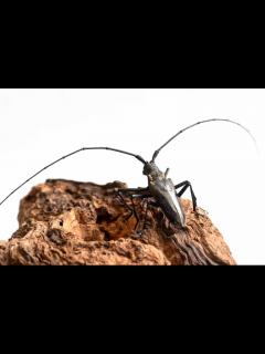 [x]ヒゲナガカミキリ | 虫の写真と生態なら昆虫写真図鑑「ムシミル」