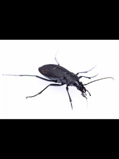 [x]オサムシ科まとめ 歩行虫図鑑 | 昆虫写真図鑑 ムシミル