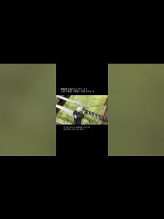 [x]【新世紀エヴァンゲリオン ～未来への咆哮】持ちこたえた奇跡の上皿玉で反撃開始？！ - YouTube