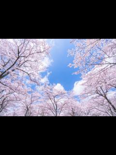 [x]京都の桜は圧巻の美しさ・・・！京都の桜 完全ガイド – 名所・見頃【2025年最新版】行くべきマップ。|caedeKyoto[カエデ京都 ...