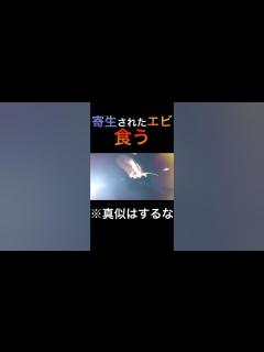 [x]虫がエビに食われエビが俺に食われる、食物連鎖 #キャンプ飯 #ゲテモノ - YouTube