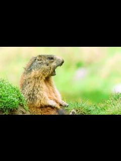 [x]ALAN! ALAN!... STEVE? | Walk On The Wild Side | Funny Talking Animals ...