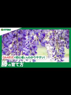 [x]☘75：藤の育て方｜苗の植えつけや水やりと肥料の与え方、剪定作業もご紹介【PlantiaQ&A】植物の情報、育て方をQ&A形式でご紹介 ...