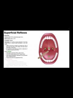 [x]Gag Reflex | Procedure & Results Interpretation - YouTube